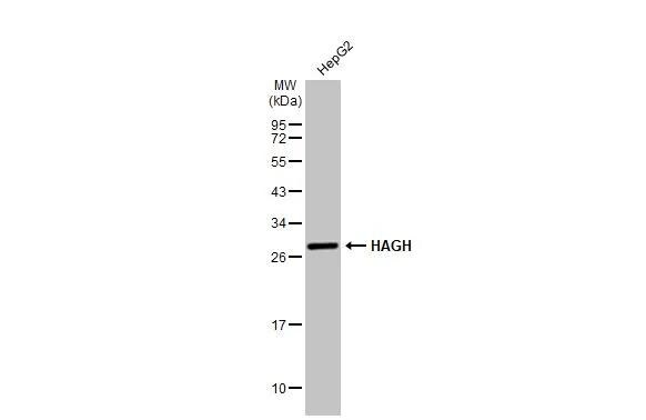 Glyoxalase II/HAGH Antibody - BSA Free