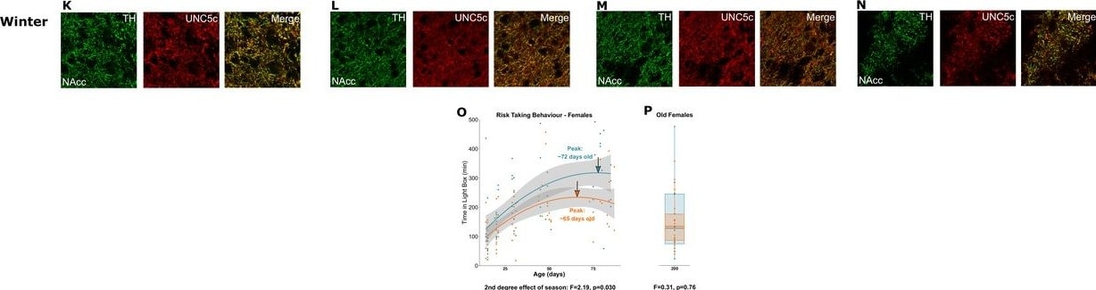 UNC5H3/UNC5C Antibody