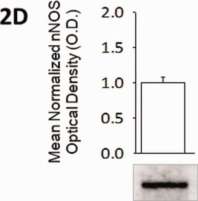 nNOS Antibody