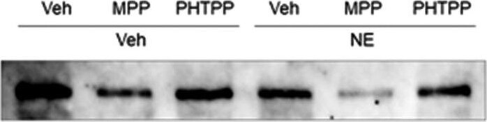 nNOS Antibody