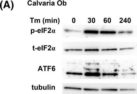 ATF6 Antibody (70B1413.1) - BSA Free