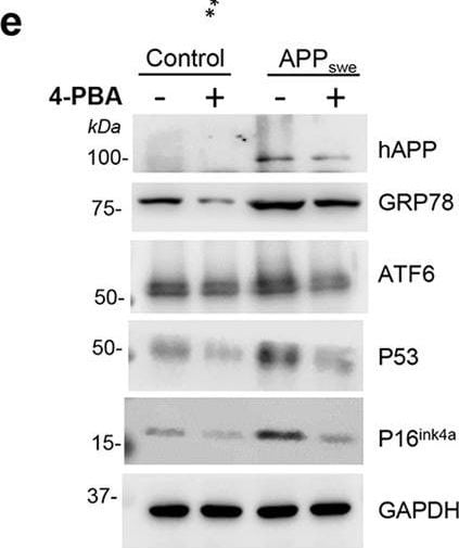 ATF6 Antibody (70B1413.1) - BSA Free