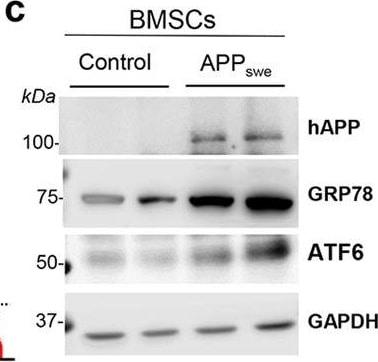 ATF6 Antibody (70B1413.1) - BSA Free