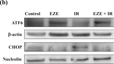 ATF6 Antibody (70B1413.1) - BSA Free