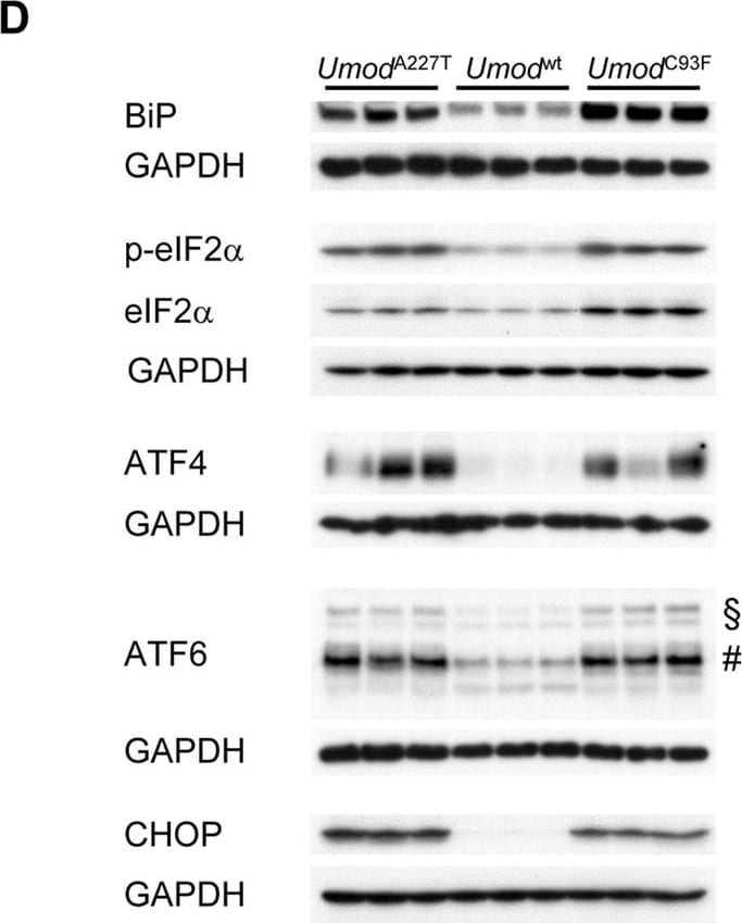 ATF6 Antibody (70B1413.1) - BSA Free