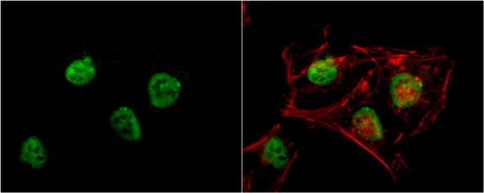 RBBP4/RbAp48 Antibody (13D10) - Azide and BSA Free
