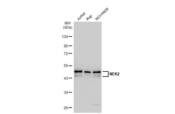 NEK2 Antibody (1B6)
