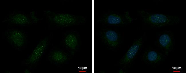 TRF-1 Antibody (4E4) - Azide and BSA Free