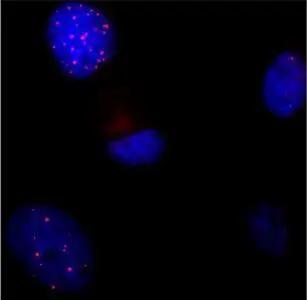 TRF-1 Antibody (4E4) - Azide and BSA Free