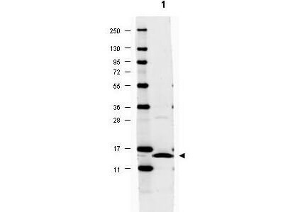 IL-17/IL-17A Antibody - Azide and BSA Free