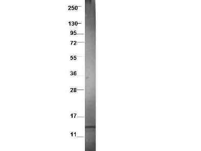 CCL3L1/LD78 beta Antibody