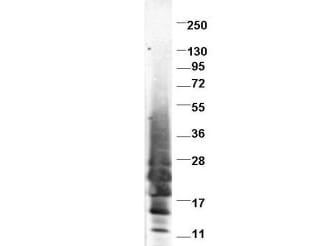IL-13 Antibody