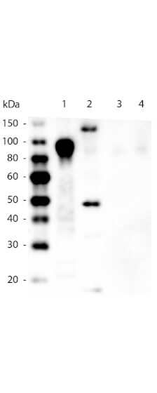 His Tag Antibody (33D10.D2.G8)