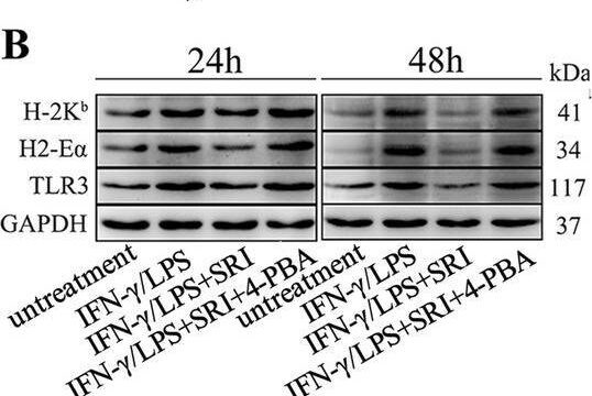 MHC class II (I-A/I-E) Antibody (M5/114.15.2) - BSA Free