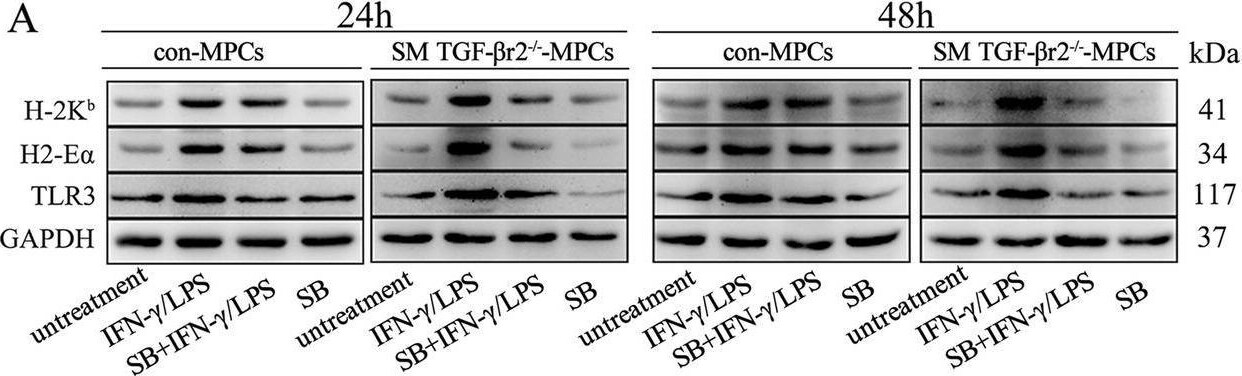 MHC class II (I-A/I-E) Antibody (M5/114.15.2) - BSA Free