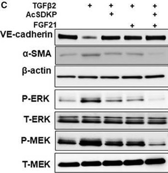 VE-Cadherin Antibody (BV14) - BSA Free
