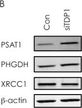 PHGDH Antibody - BSA Free