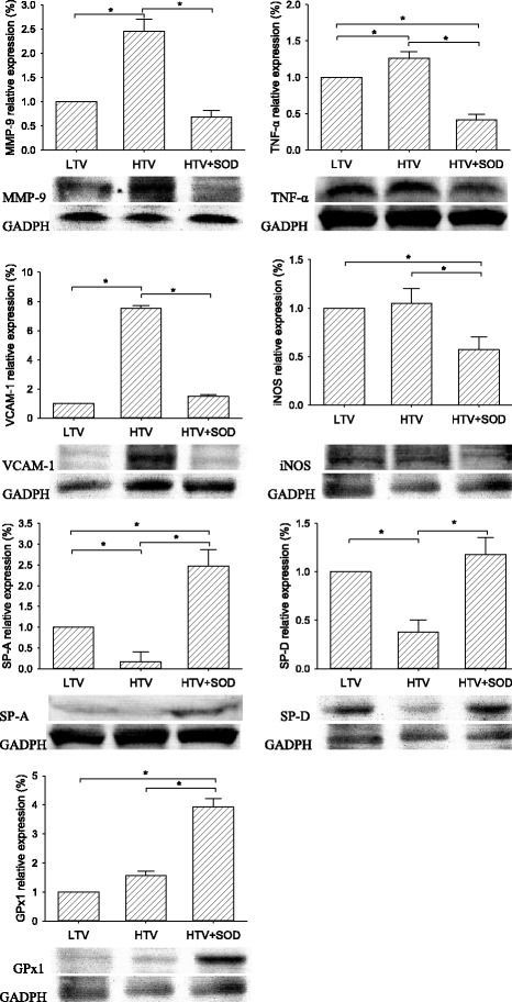 VCAM-1/CD106 Antibody (MR106) - BSA Free