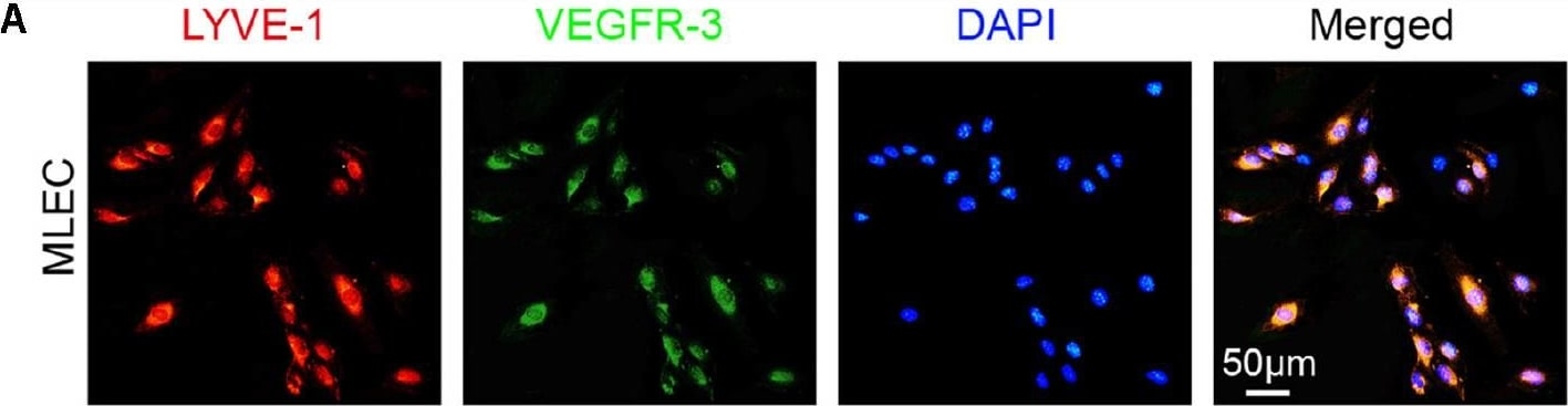 LYVE-1 Antibody (ALY7) - BSA Free