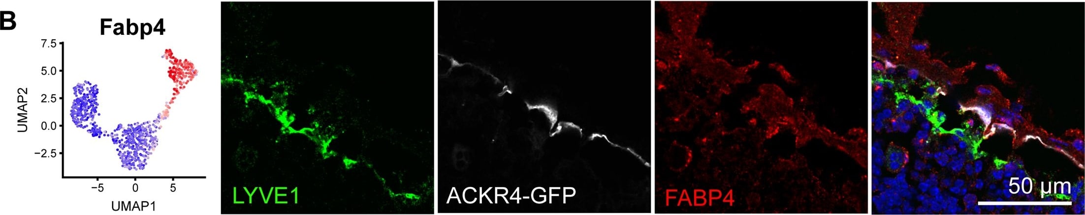 LYVE-1 Antibody (ALY7) - BSA Free