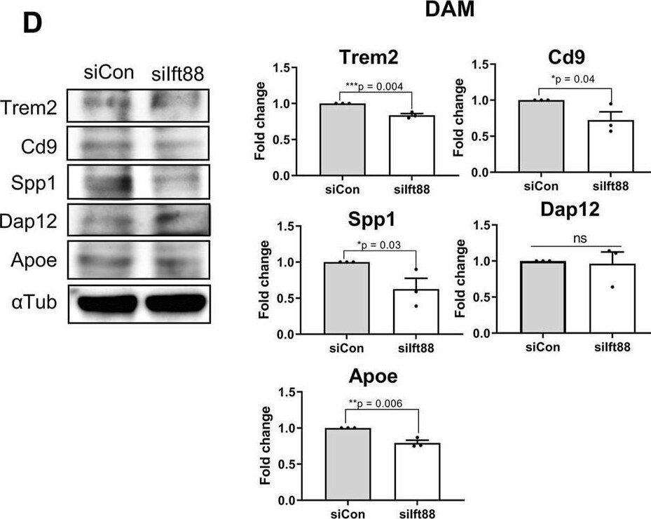 TREM2 Antibody