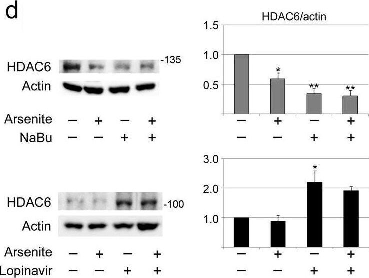 HDAC6 Antibody