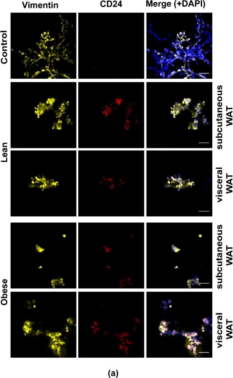 CD24 Antibody