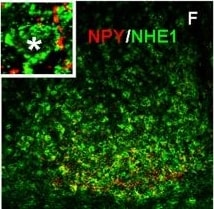 Neuropeptide Y Antibody
