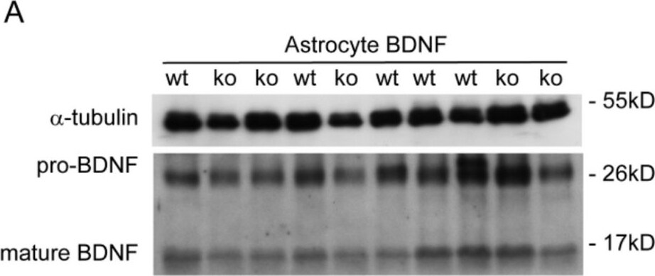 BDNF Antibody