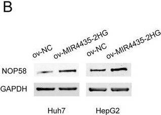 NOP58 Antibody