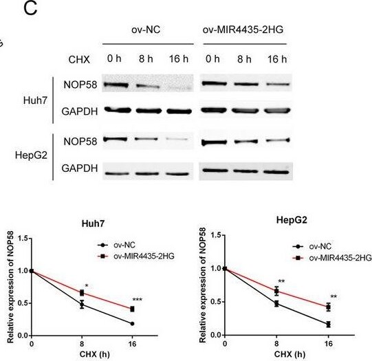 NOP58 Antibody