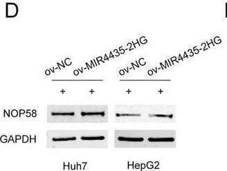 NOP58 Antibody