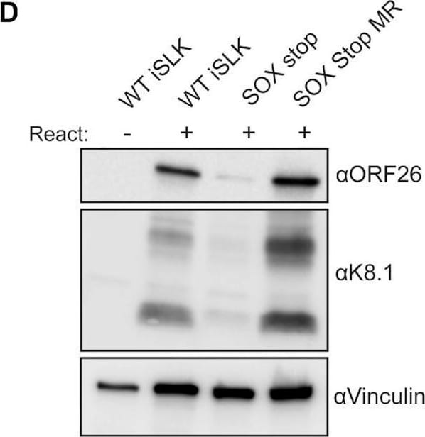 KSHV ORF26 Antibody (2F6B8)