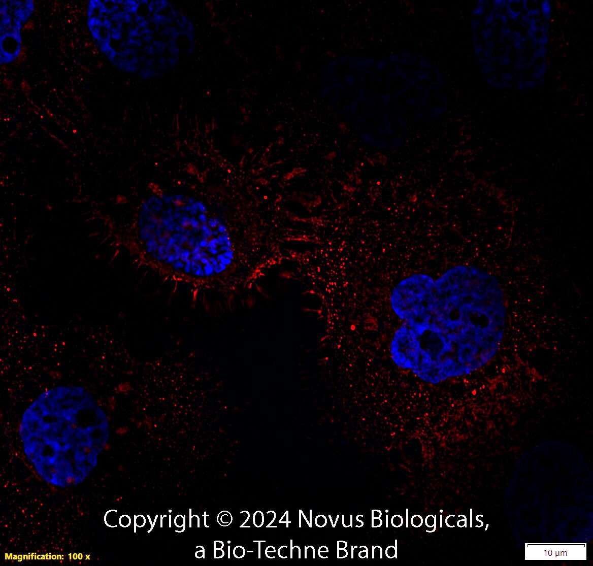 CD44 Antibody (8E2F3) [DyLight 550]