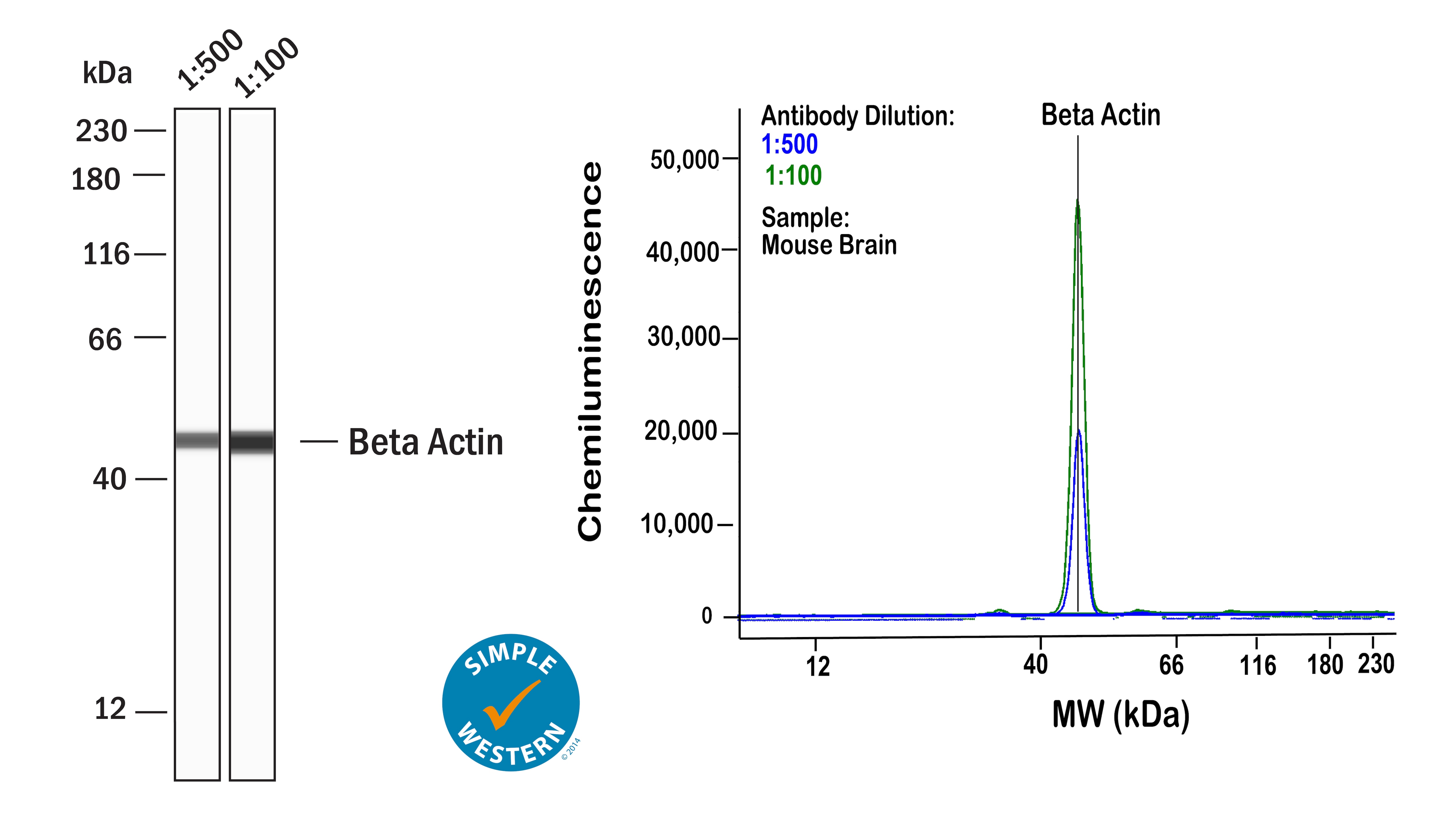 beta-Actin Antibody (8H10D10) - BSA Free