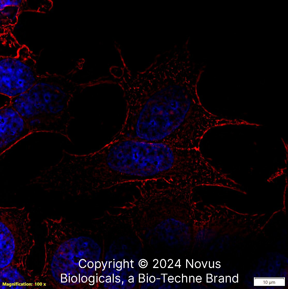 beta-Actin Antibody (8H10D10) [Biotin]