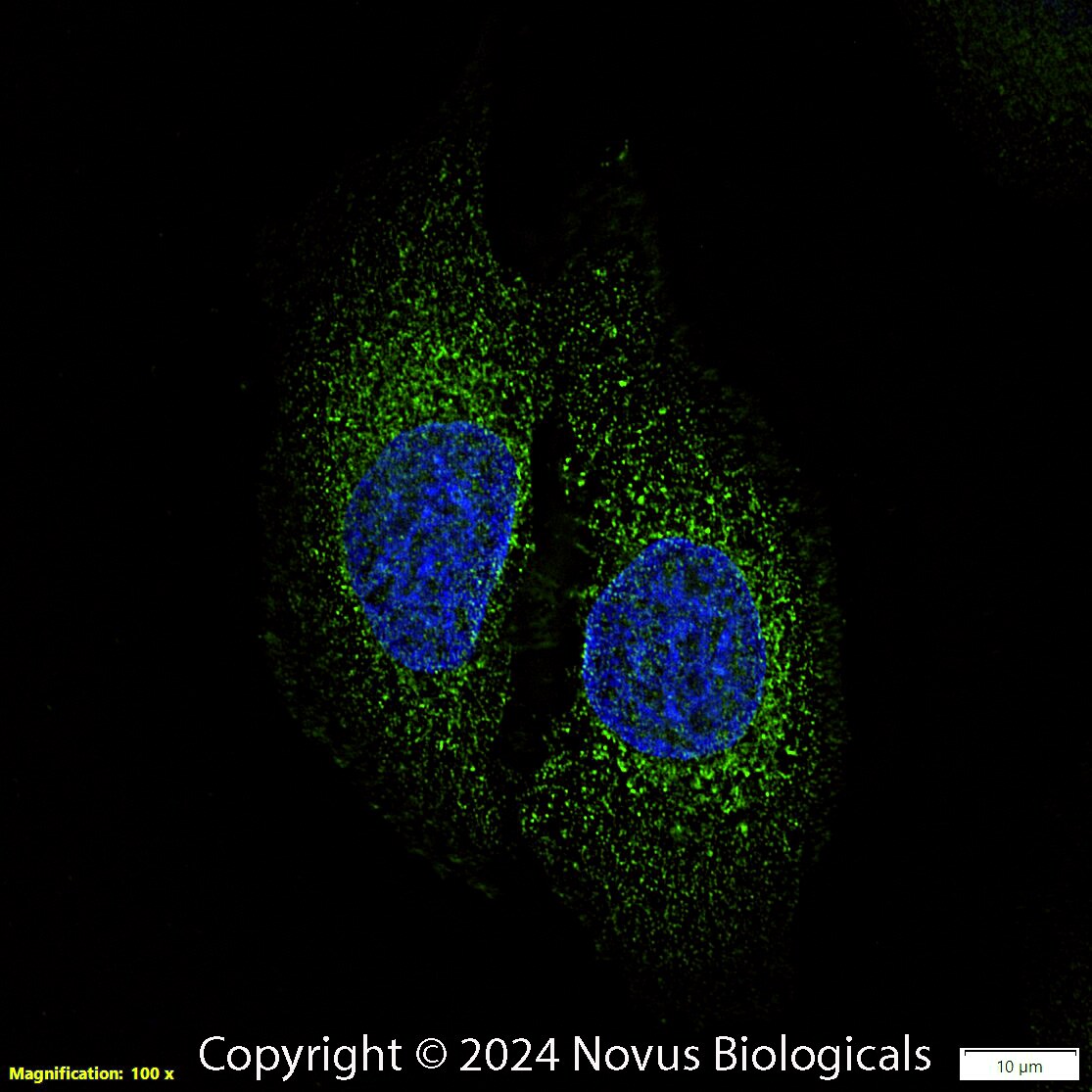 Calreticulin Antibody (1G6A7) [Alexa Fluor® 488]
