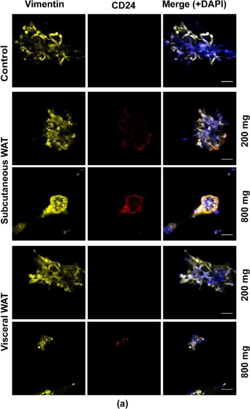 CD24 Antibody