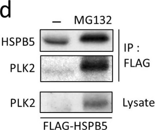 AlphaB Crystallin/CRYAB Antibody (OTI6A9)