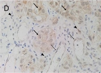 OCT4 Antibody (OTI9B7)