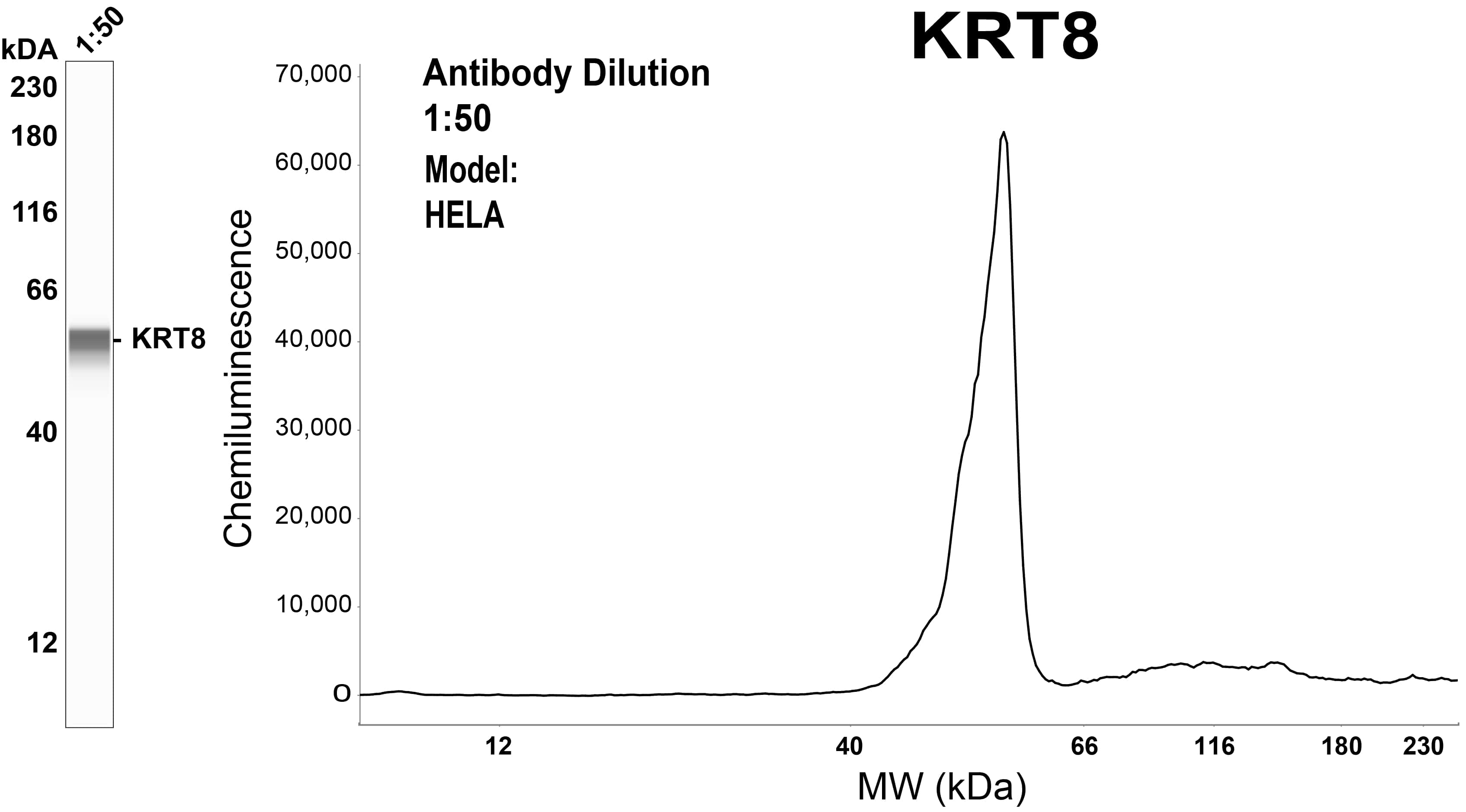 Cytokeratin 8 Antibody (OTI1B12)