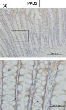 PKM2 Antibody - BSA Free