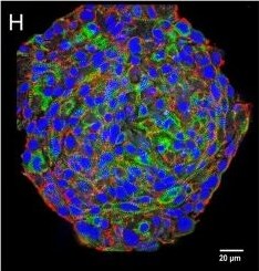N-Cadherin Antibody (13A9) - BSA Free