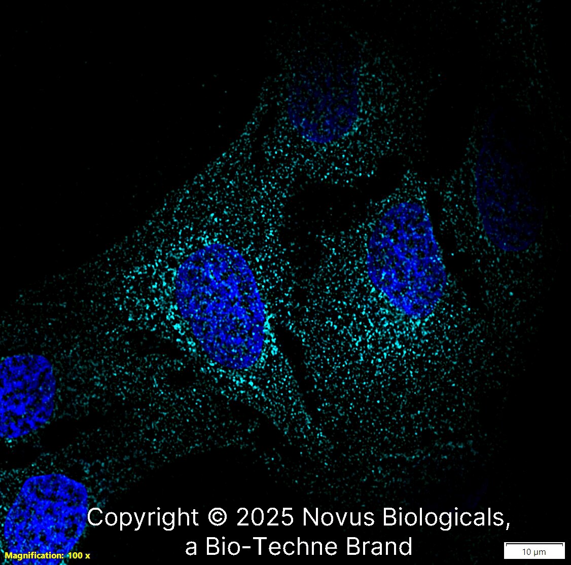 N-Cadherin Antibody (13A9) [Alexa Fluor® 647]