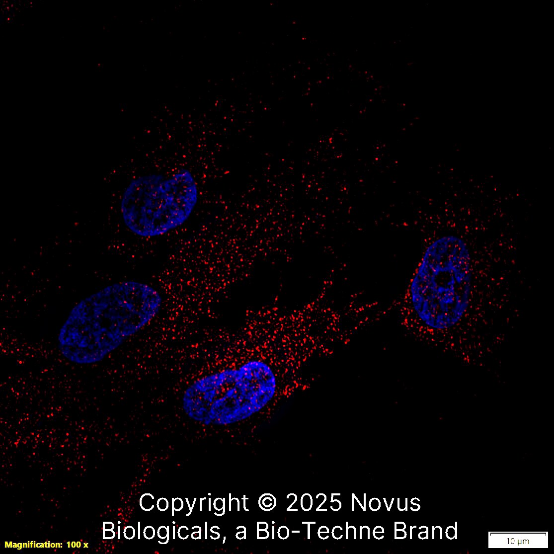 N-Cadherin Antibody (13A9) [DyLight 550]