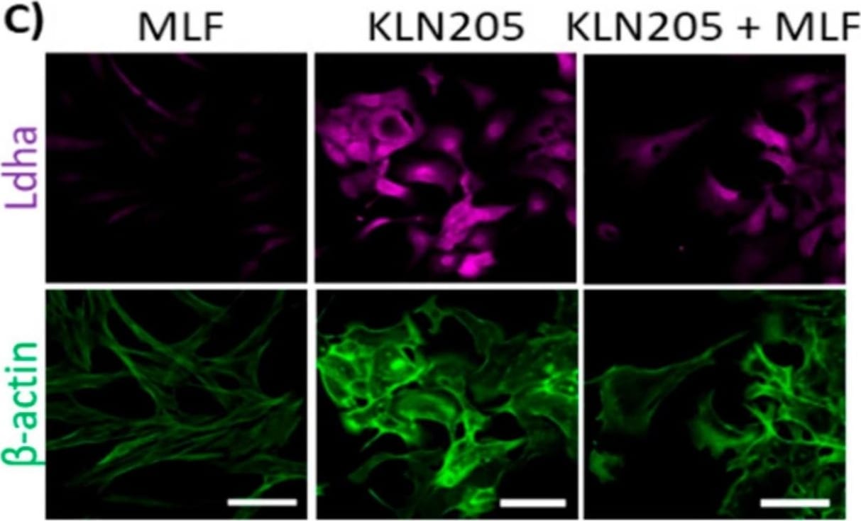 Lactate Dehydrogenase A/LDHA Antibody - BSA Free