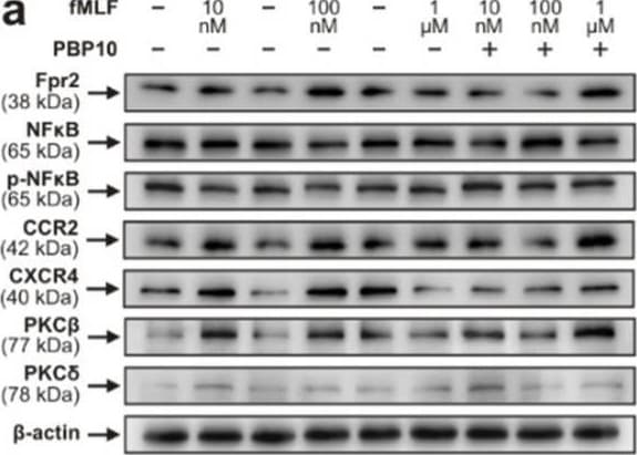 CCR2 Antibody - BSA Free