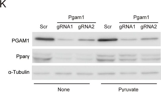 PGAM1 Antibody - BSA Free