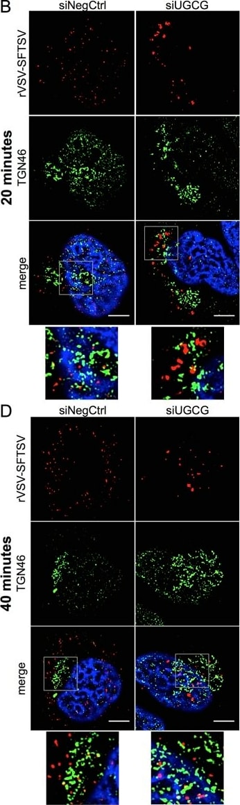 TGN46 Antibody - BSA Free