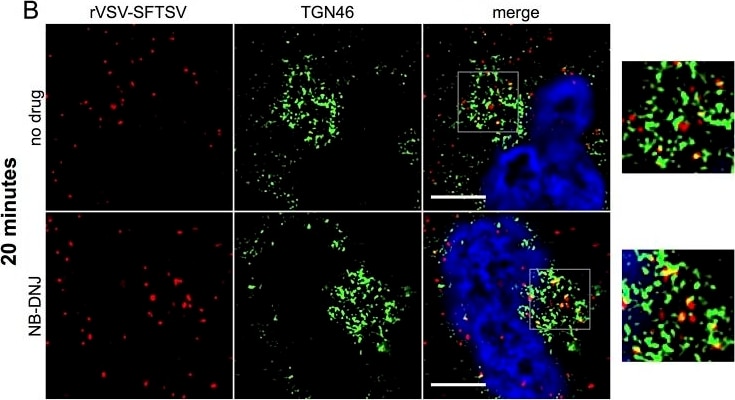 TGN46 Antibody - BSA Free